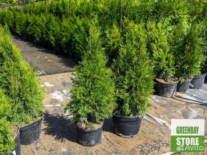 Туя смарагд 80 см свежая копка 2023