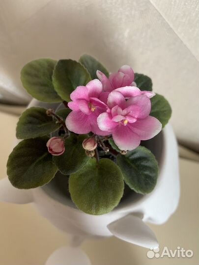 Детки сортовых фиалок