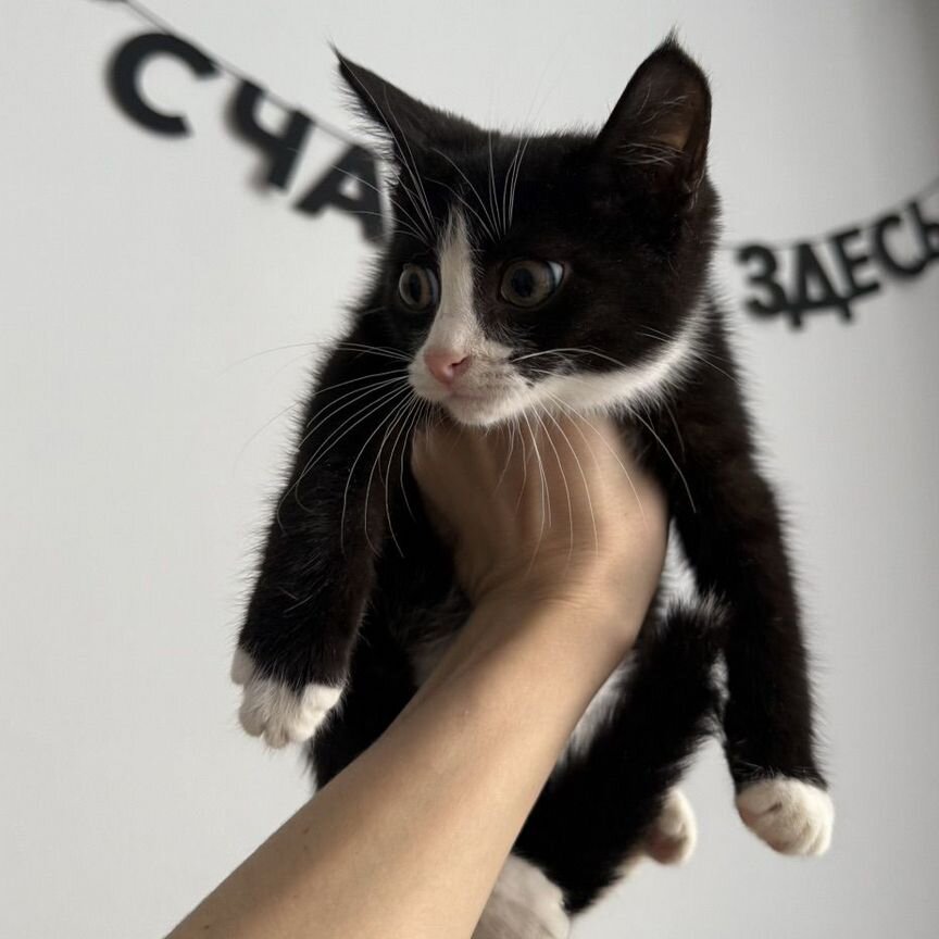 Котенок черный