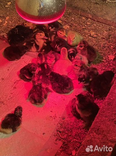 Продам 33 богатыря, которые ищут красоток