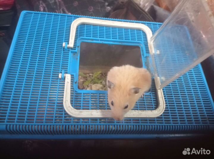 Сирийские хомяки