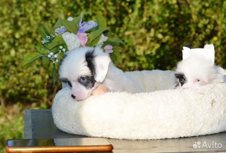 Игрушечные собачки куколки