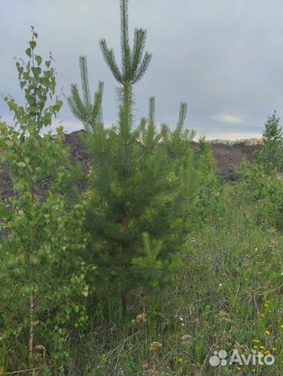 Сосна, саженцы