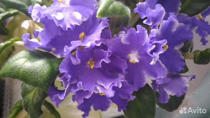 Сортовые фиалки