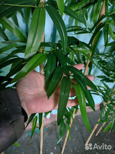 Искусственный бамбук изгородь, ширма