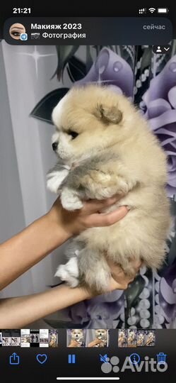 Щенки шпицы