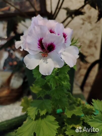 Пеларгония