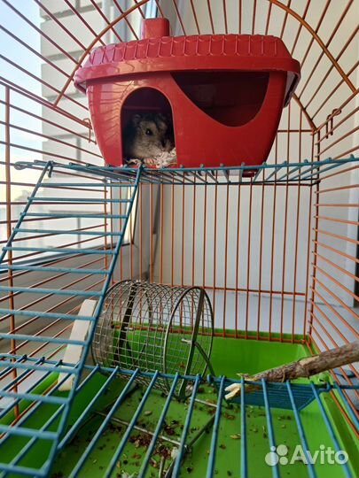 Джунгарский хомяк с клеткой