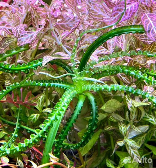 Кринум волнистый, Эхинодорус озирис