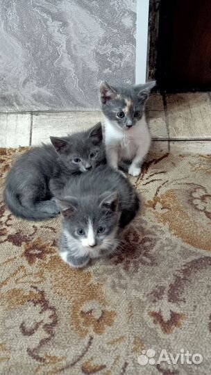 Котята русская голубая в добрые руки