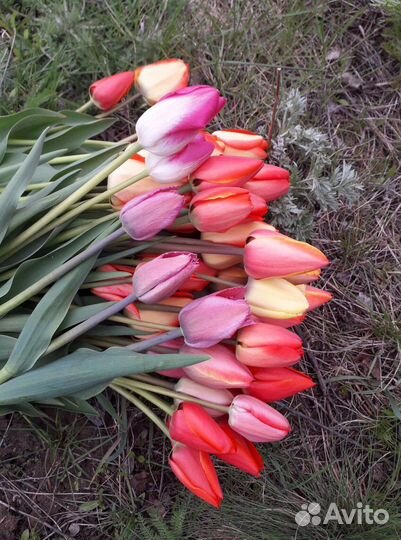 Луковицы нарциссов, тюльпанов