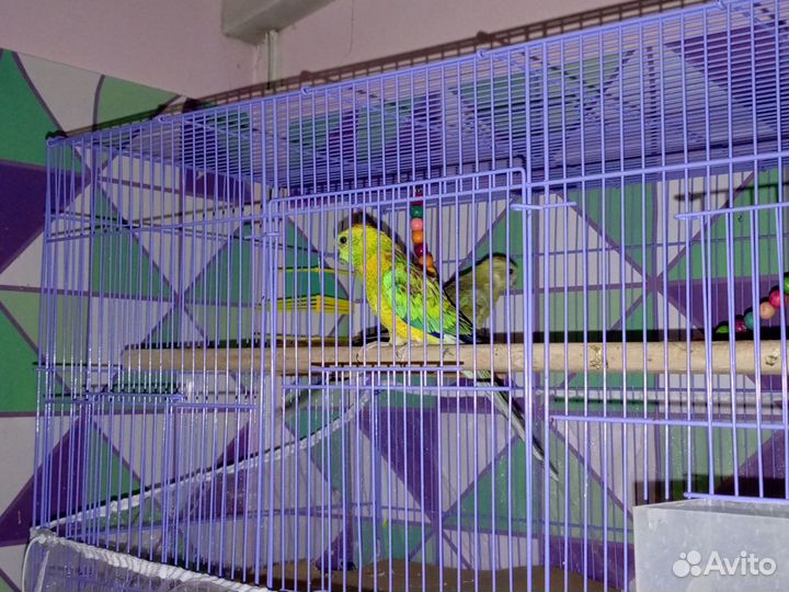 Певчий попугай