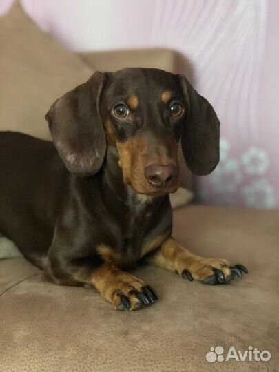 Кабель Таксы для вязки