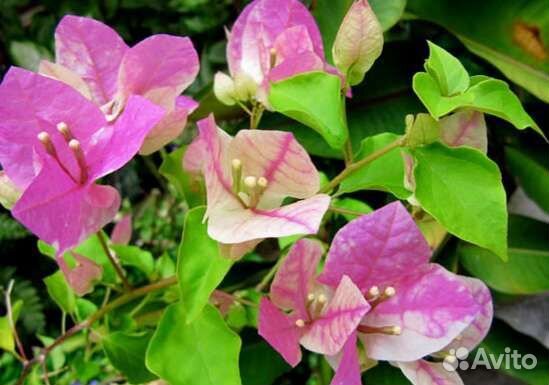 Бугенвиллия