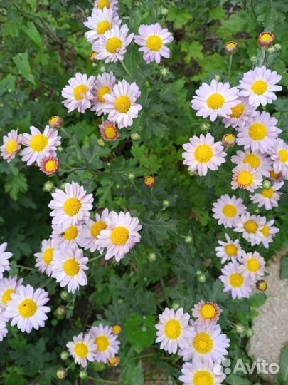 Срезка хризантем