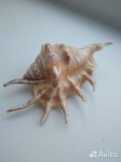 Набор морских ракушек