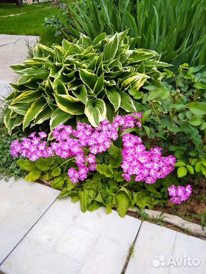 Примула зибольда