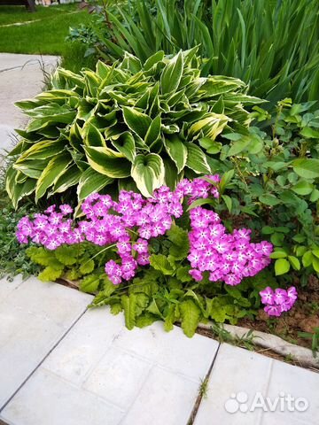 Примула зибольда