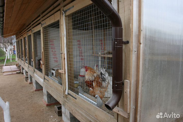 Декоративные цыплята, многих пород