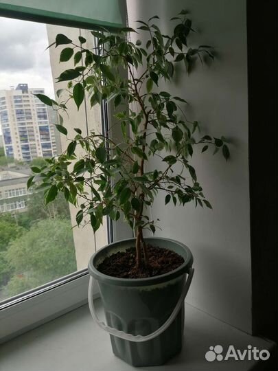 Домашние растения