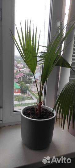 Пальма вашингтония