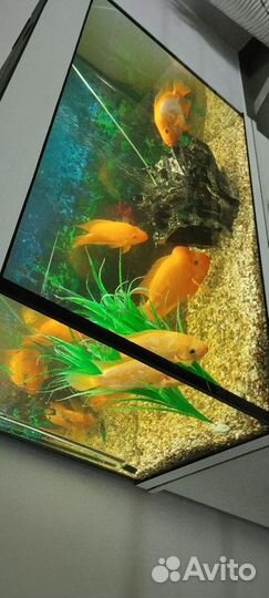 Рыбки классные крупные
