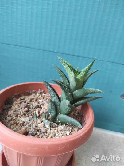 Суккуленты