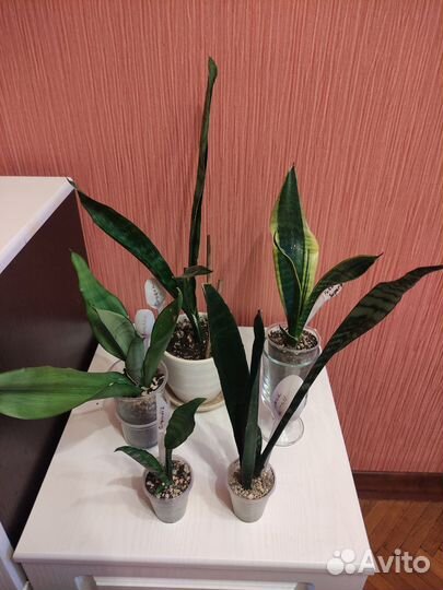 Сансевиерия сортовая