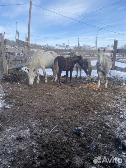 Продажа лошадей (кобылы с жеребятами, жеребец )