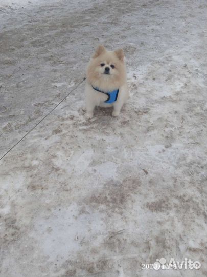 Немецкий шпиц вязка