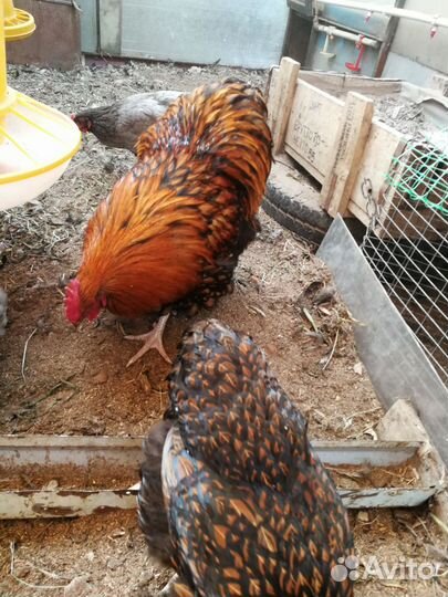 Петушок орпингтон золотоокаймленный