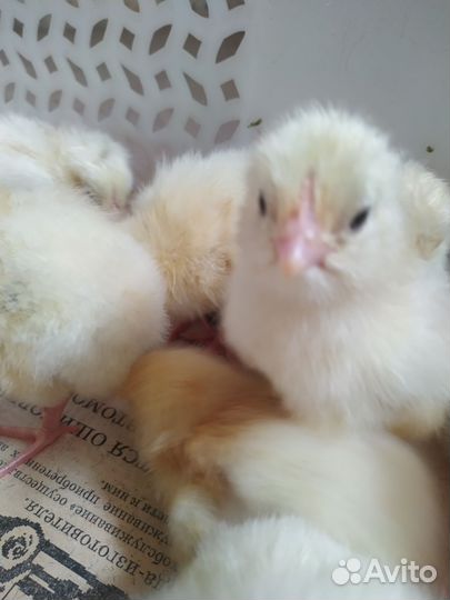 Цыплята мясояичных пород