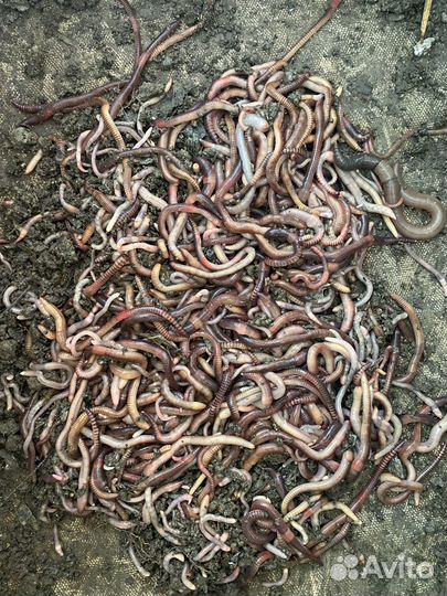 Черви для рыбалки