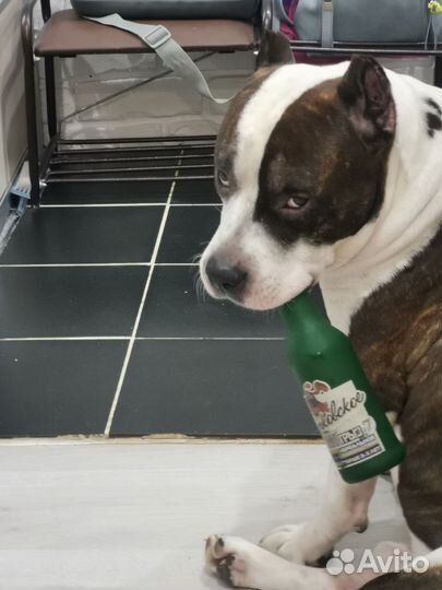 Отдам в добрые руки