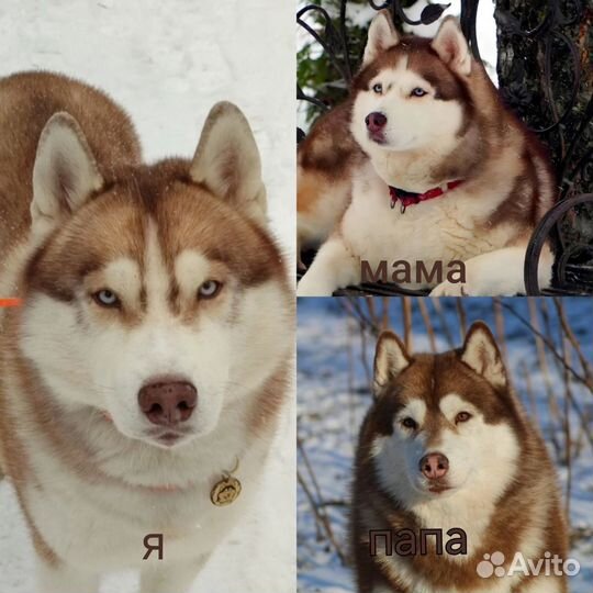 Вязка Сибирский Хаски