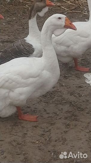 Холмогорские гуси