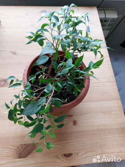 Фикус бенджамина в горшке