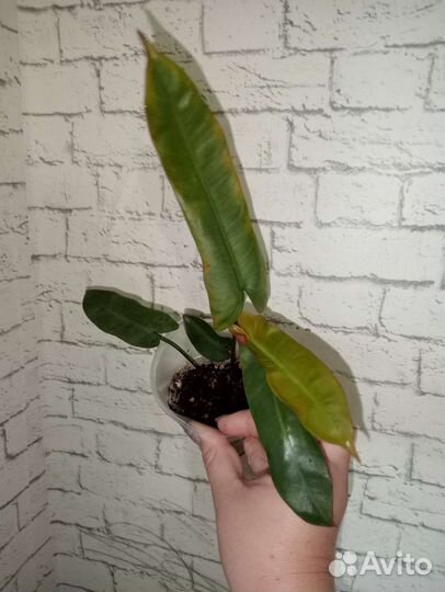 Филодендроны