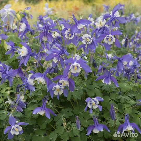 Аквилегия (Водосбор) голубая Spring Magic Navy And