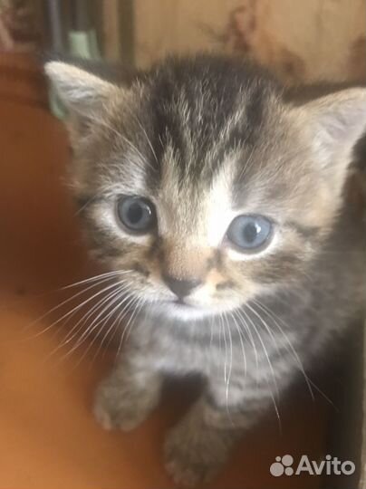 Шотландские котята