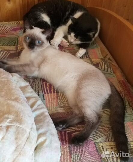 Сиамский котенок