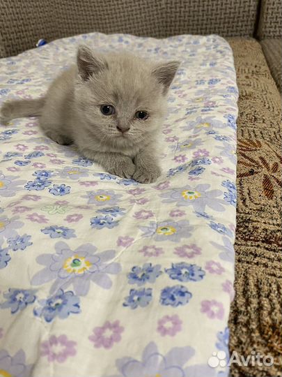 Британская