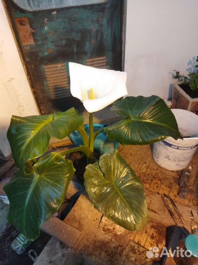 Комнатные растения