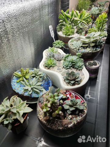 Флорариум суккуленты на заказ
