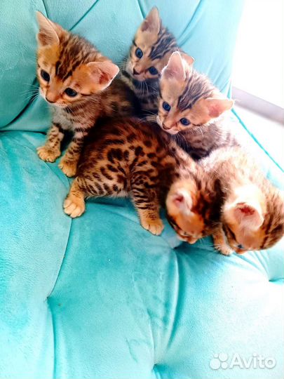 Бенгальские котята