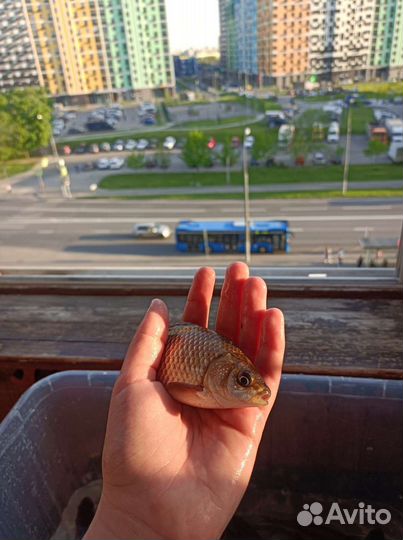 Живая рыба карась
