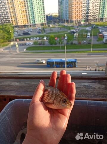 Живая рыба карась