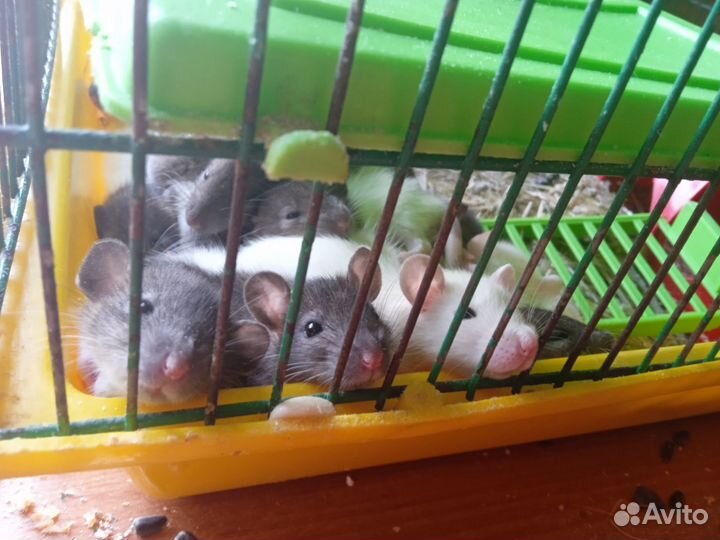 Крысы Дамбо малыши