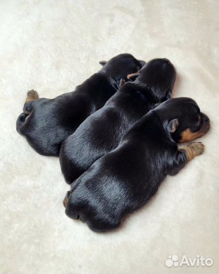 Резерв щенков-Йорка