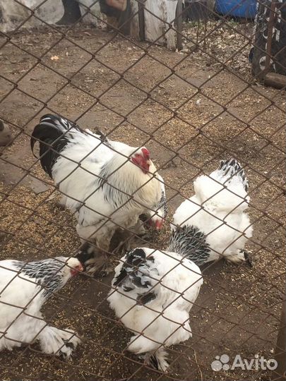 Инкубационное яйцо и цыплята Брама